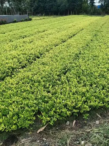 巢湖城市道路绿化养护成本